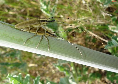 Agapanthia asphodeli
