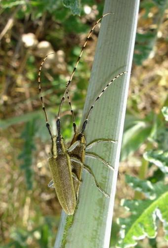 Agapanthia asphodeli