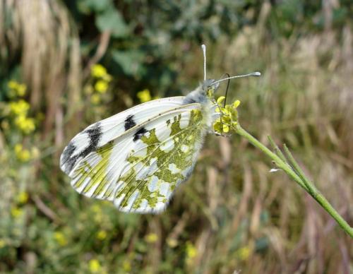 photo de papillon