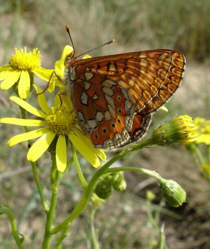 Réf. 8 922 : Euphydryas aurinia