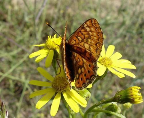 Réf. 8 924 : Euphydryas aurinia