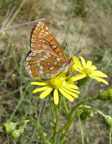 Réf. 8 923 : Euphydryas aurinia