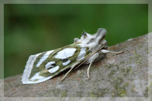 Cucullia argentea