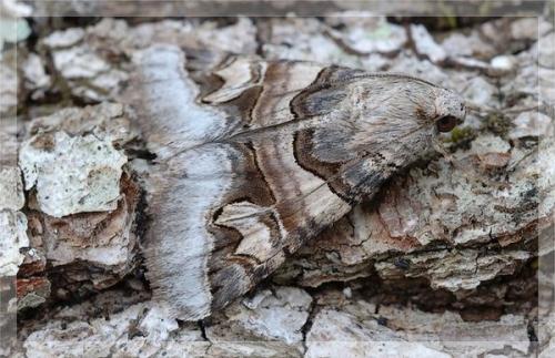 Drasteria cailino