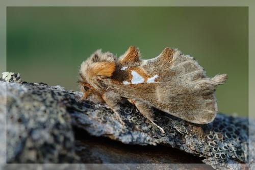 Spatalia argentina