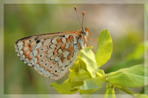 Euphydryas desfontainii