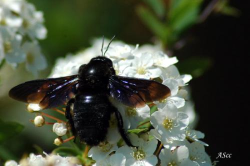 Xylocopa violacea