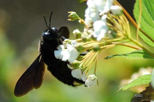 Xylocopa violacea