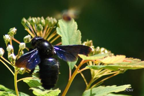 Xylocopa violacea