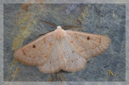 Dyscia penulataria