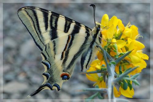 Réf. 8 817 : Iphiclides podalirius