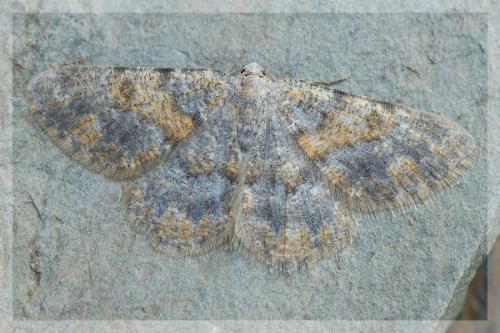 Charissa mucidaria