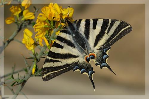 Réf. 8 838 : Iphiclides podalirius