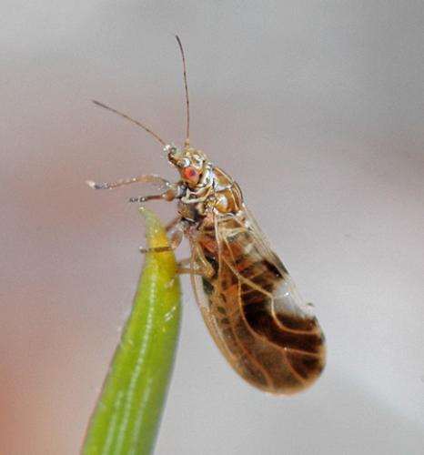 Réf. 8 633 : Cacopsylla fulguralis