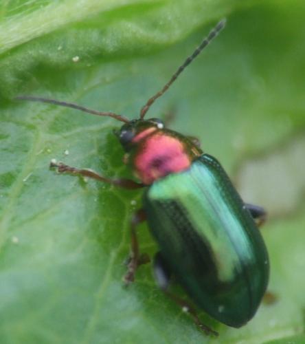Réf. 8 561 : Crepidodera aurata