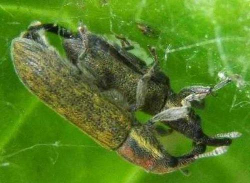 Réf. 8 219 : Lixus filiformis