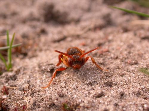 Réf. 8 089 : Nomada lathburiana