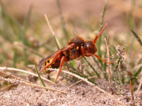 Réf. 8 083 : Nomada lathburiana