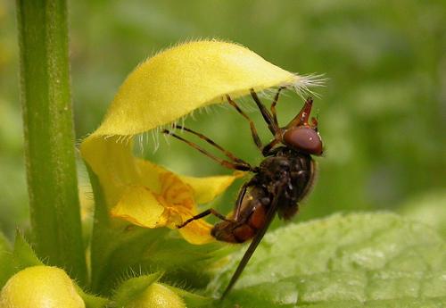 Réf. 8 181 : Rhingia campestris