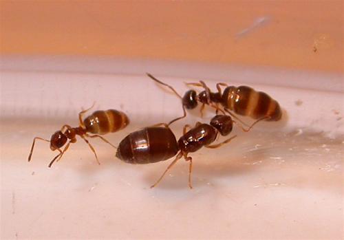 Réf. 8 384 : Plagiolepis pygmaea