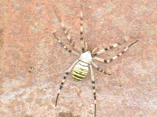 Argiope bruennichi