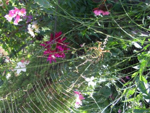 Réf. 8 258 : Argiope bruennichi