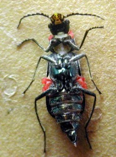 Malachius sp.
