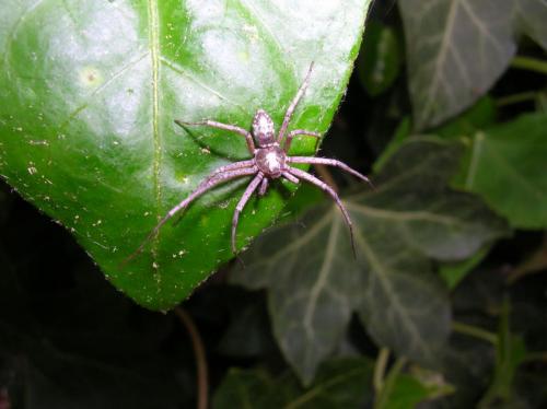 Philodromus sp.