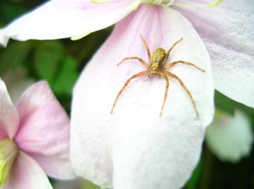 Philodromus sp.