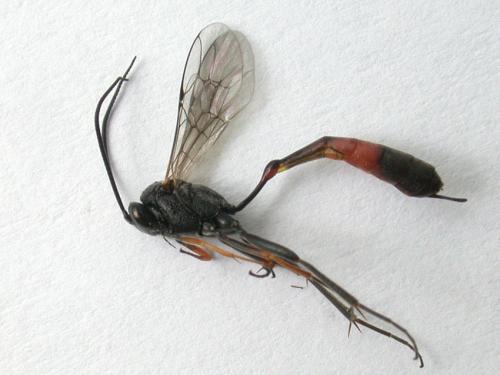 Réf. 8 682 : Charops cantator