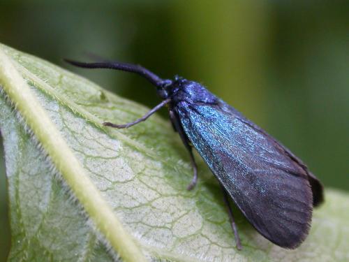 Réf. 8 950 : Rhagades pruni