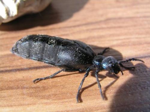 Meloe sp.