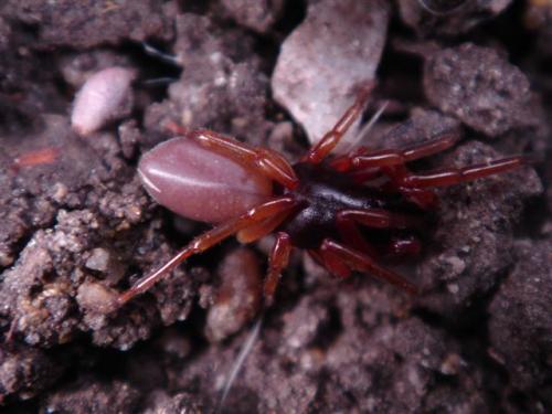 Réf. 8 442 : Dysdera sp.