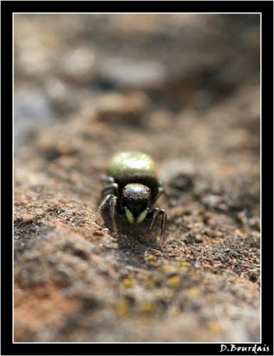 Réf. 8 467 : Heliophanus auratus