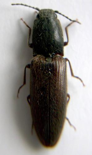 Réf. 8 687 : Athous haemorrhoidalis