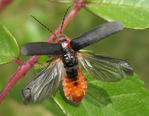 Réf. 8 247 : Cantharis rustica