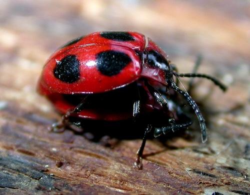 Réf. 8 577 : Endomychus coccineus