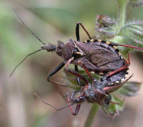 Réf. 8 359 : Rhynocoris erythropus