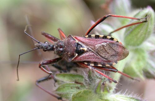 Rhynocoris erythropus