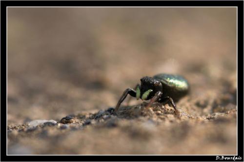 Heliophanus sp.