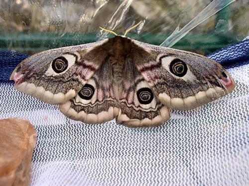 Saturnia pavoniella