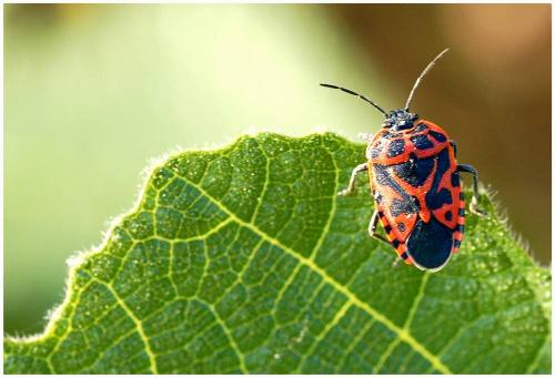 Eurydema ventralis