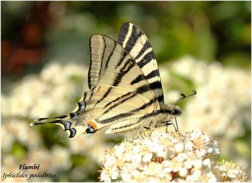 Réf. 8 815 : Iphiclides podalirius