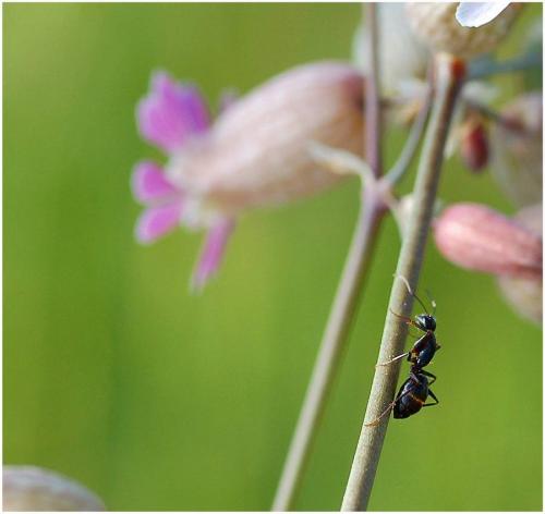 Réf. 8 235 : Camponotus aethiops
