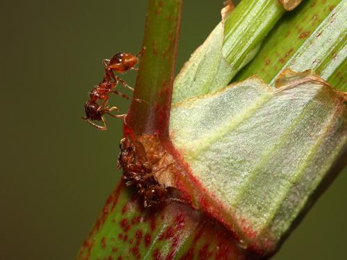 Réf. 8 055 : Myrmica sp.