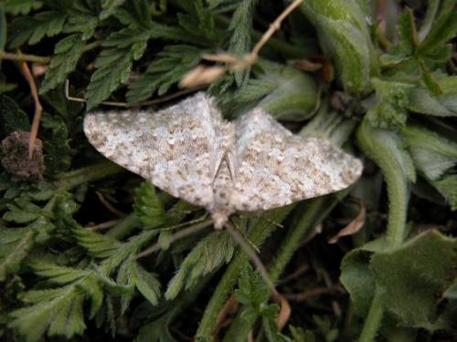 Nebula sp.