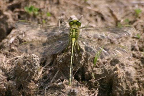 Gomphus pulchellus