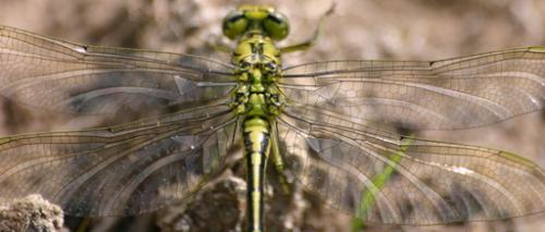Gomphus pulchellus