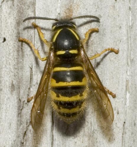 Dolichovespula sp.