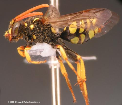 Nomada succincta